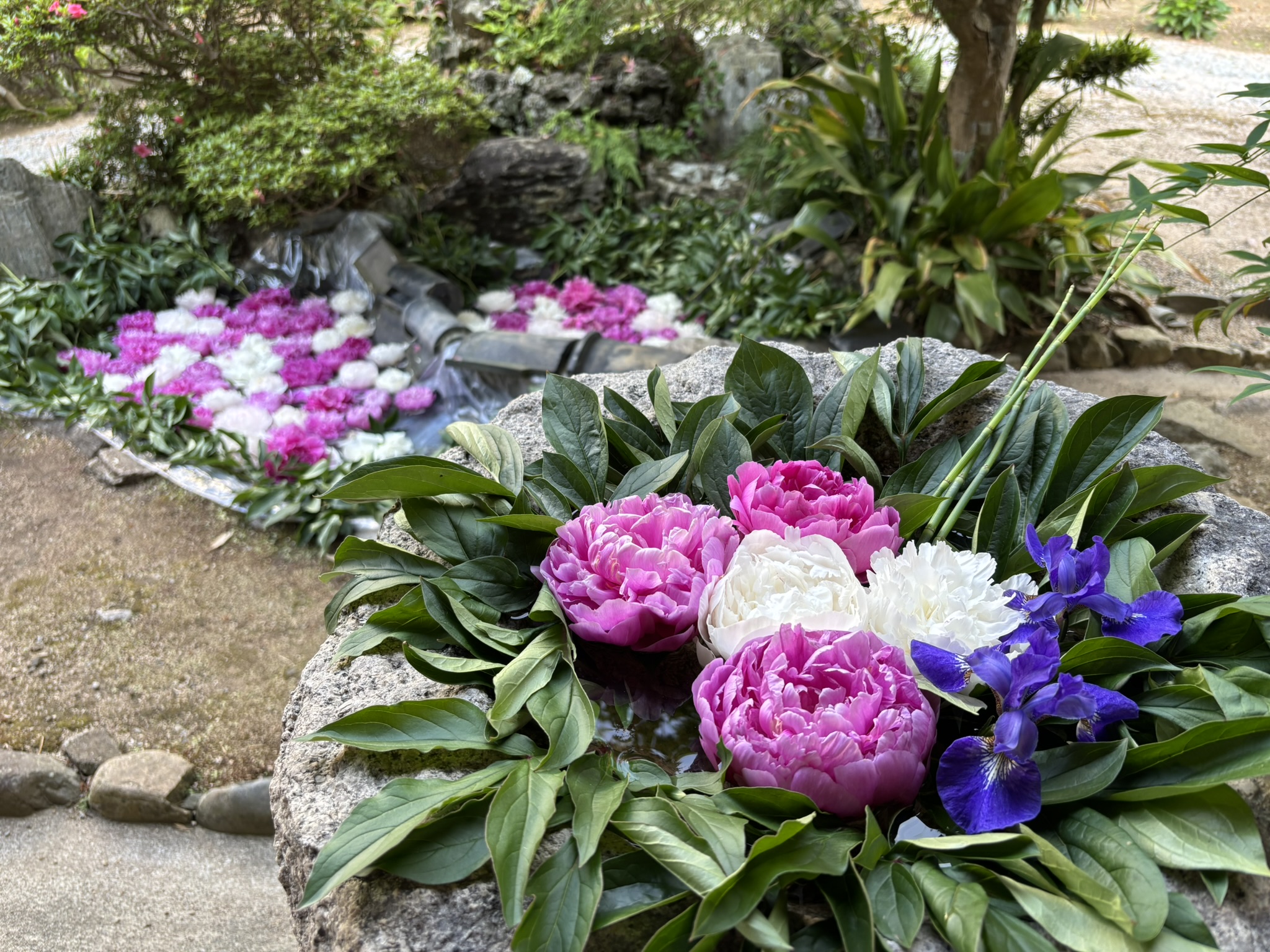 期間限定！倍楽しめる！芍薬で彩られる備中松山城の城下町・高梁