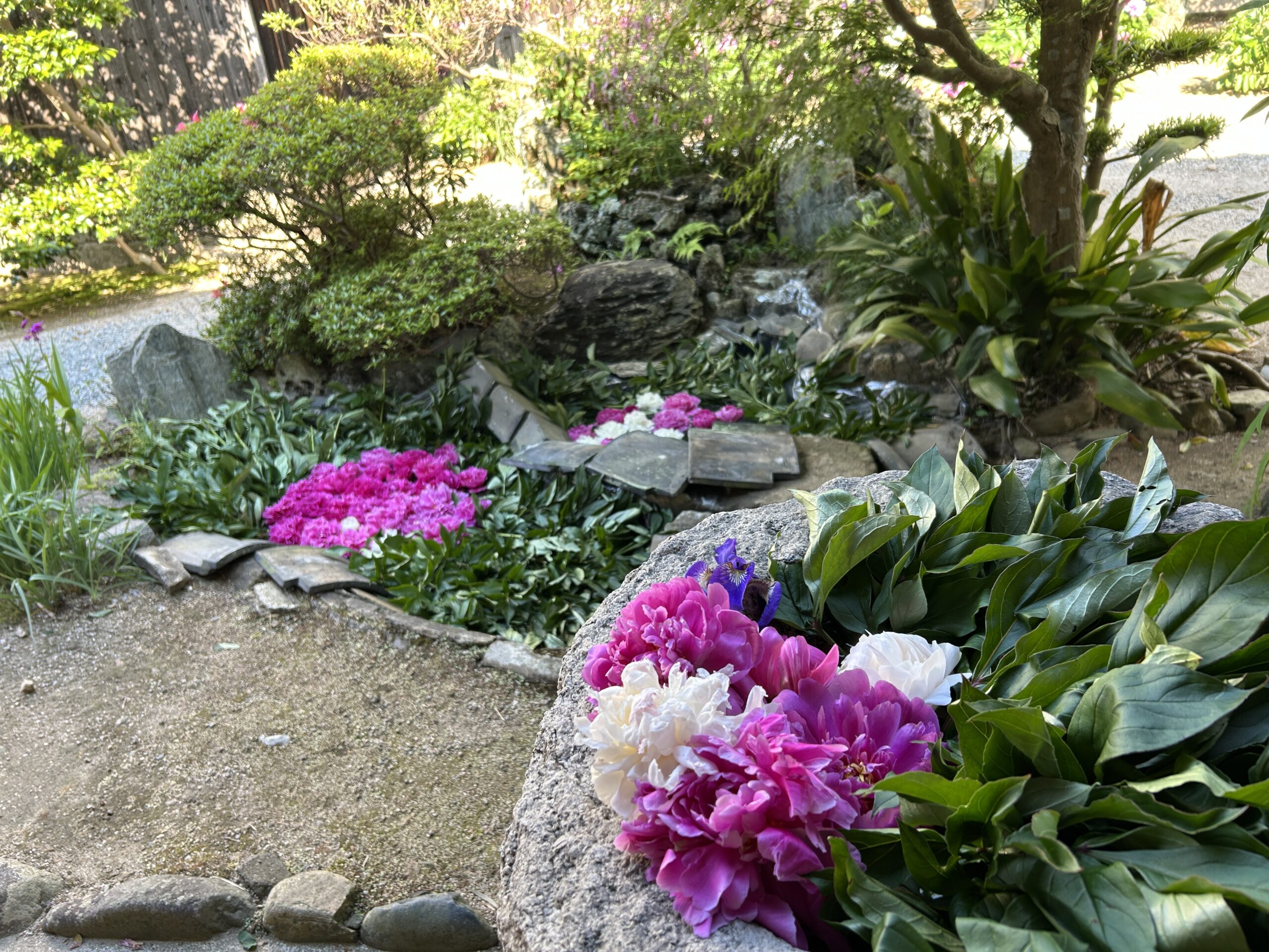 武家屋敷から花便り～芍薬に彩られて～ - ゆるたび高梁